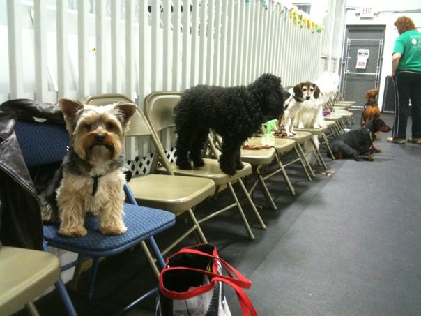 Our 8pm Agility Class Waiting Their Turn!