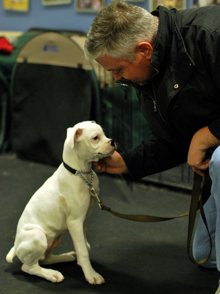 Deaf Boxer Puppy Enjoying the Attention