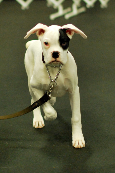 Deaf Boxer Puppy On Lead