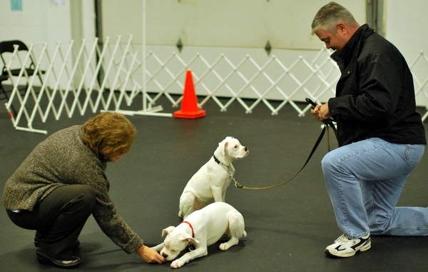 The cute Deaf Boxer Puppies are showing off!