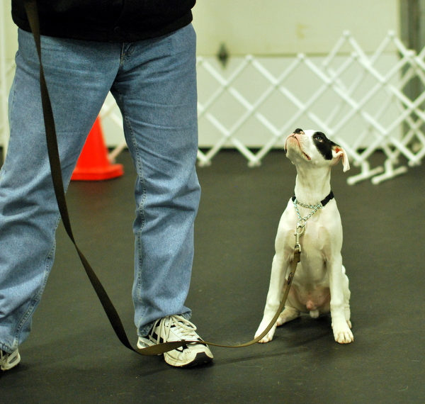 Deaf Boxer Training