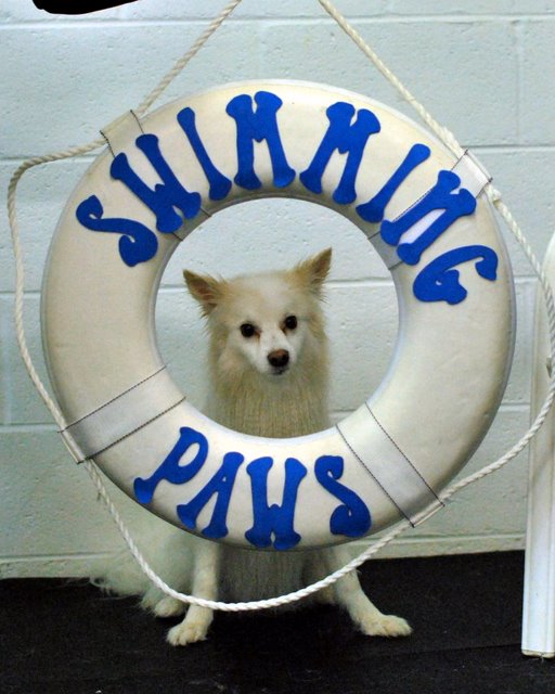 Swimming Paws Canine Member