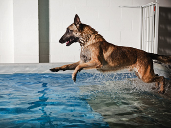 Hans at the Academy - Swimming Paws Canine Swim Club, photographed by Jared Castaidi