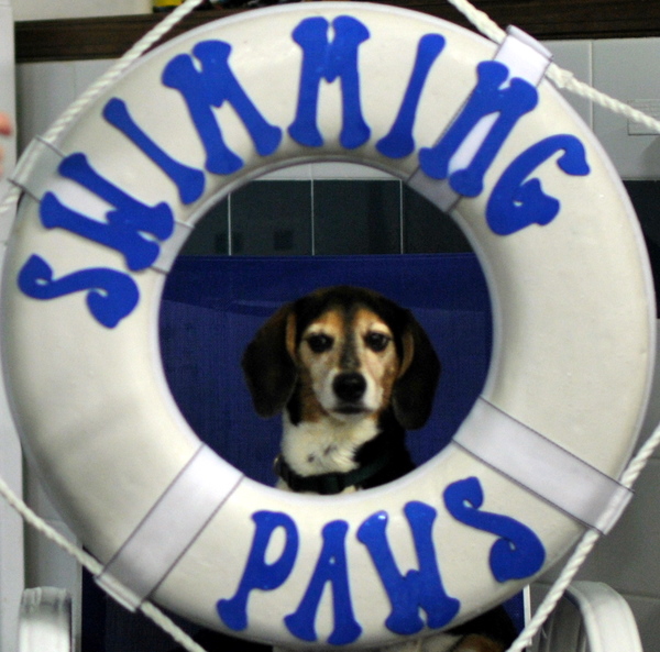 Jordan, the Beagle