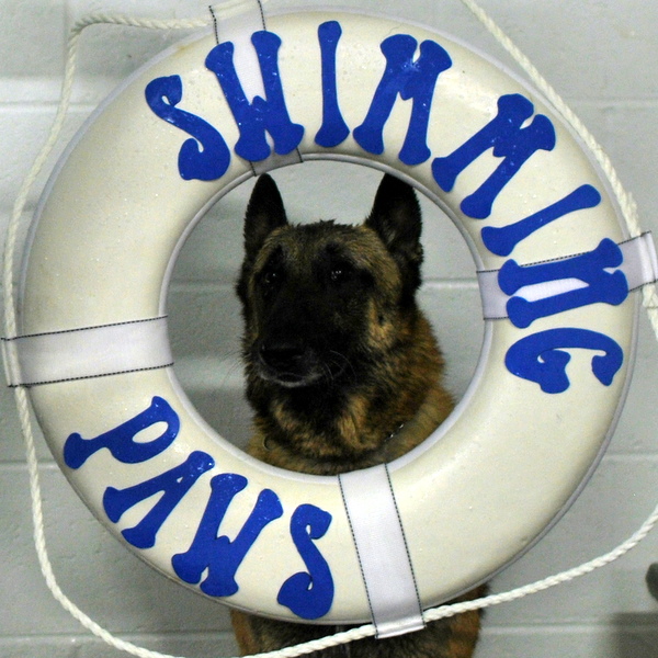 Hans, the Belgian Malinois