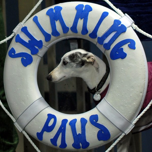 Houdini, the Whippet