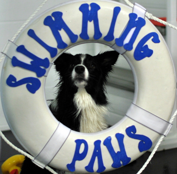 Karma, the Border Collie