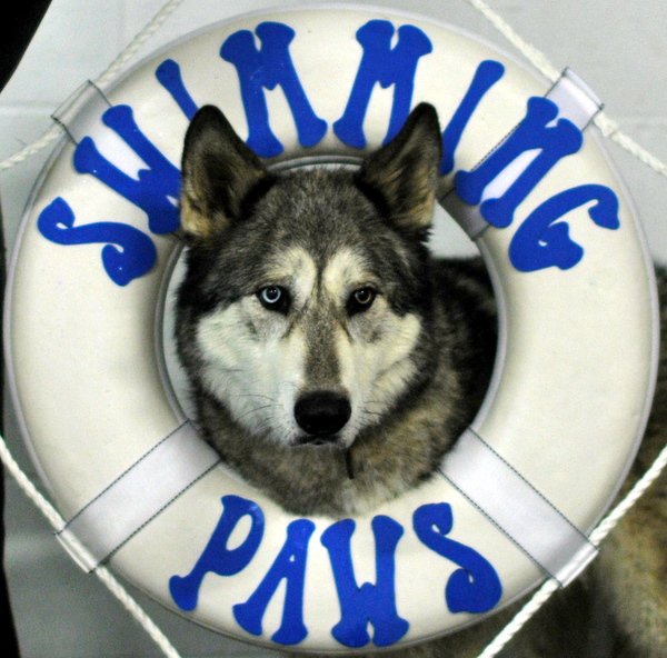 Sedona, the Husky