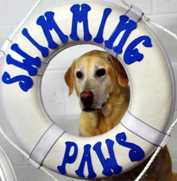 Shadow, the Yellow Lab