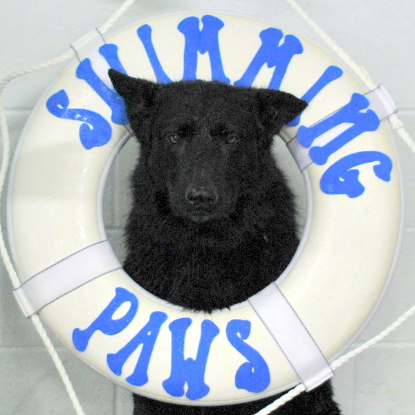 Trinity, the Black German Shepherd