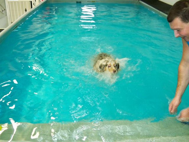 Academy of Dog Training and Agility / Swimming Paws Canine ...