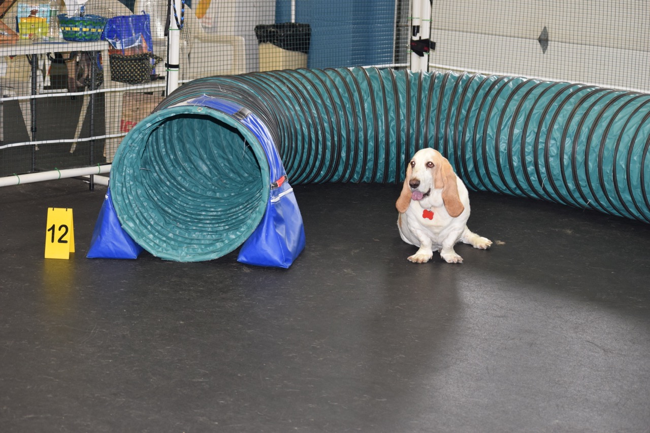 Agility: Any dog can do agility. This is Truman a 6 year old rescue basset hound, owed and loved by Beth Bilson
