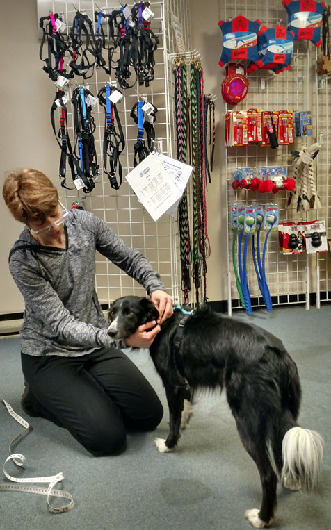 Balance Dog Harness - Carrie putting one on Simone