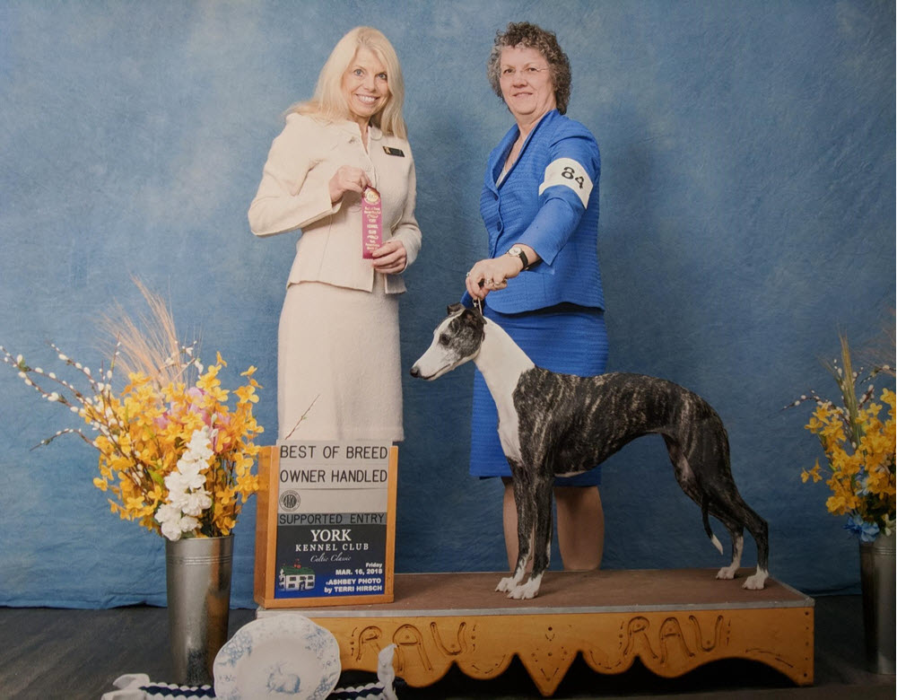 Janine with DeJa, winning Best of Breed Owner Handled at the Eastern Whippet Specialty