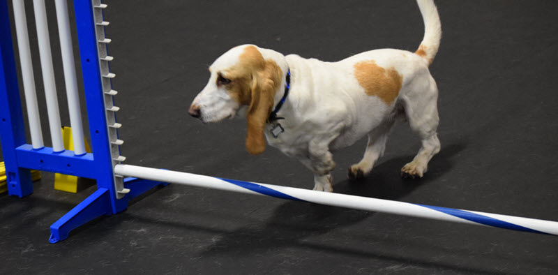 (ACT) AGILITY COURSE TEST