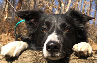 How to Help Your Over the Top-Dog