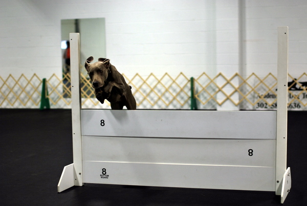 the High Jump in Obedience