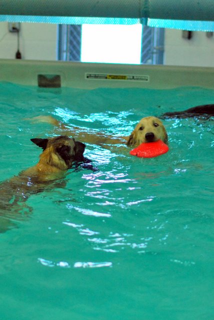 Swimming Paws Canine Swim Club