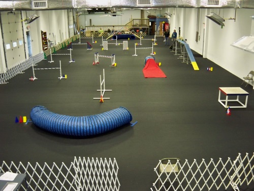 The Academy with the Agility Setup, Swimming Paws Pool in the Rear