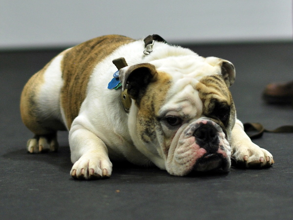 Stoney Relaxing in Rally