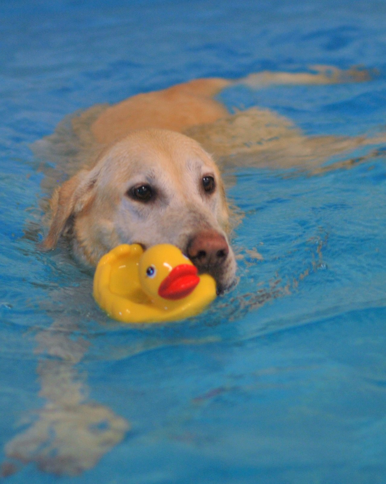 Swimming Paws with Rubber Ducky