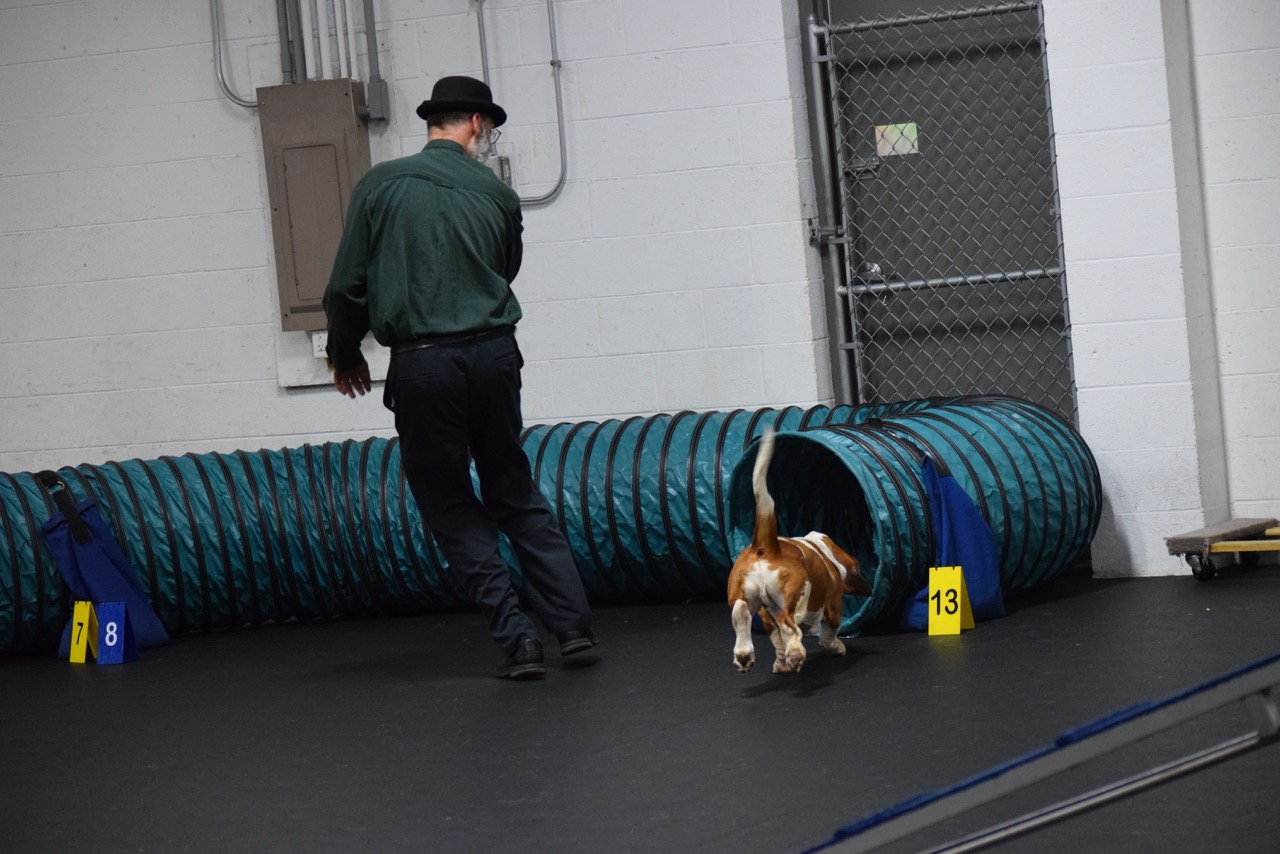 Advanced Agility Jeff & Toby