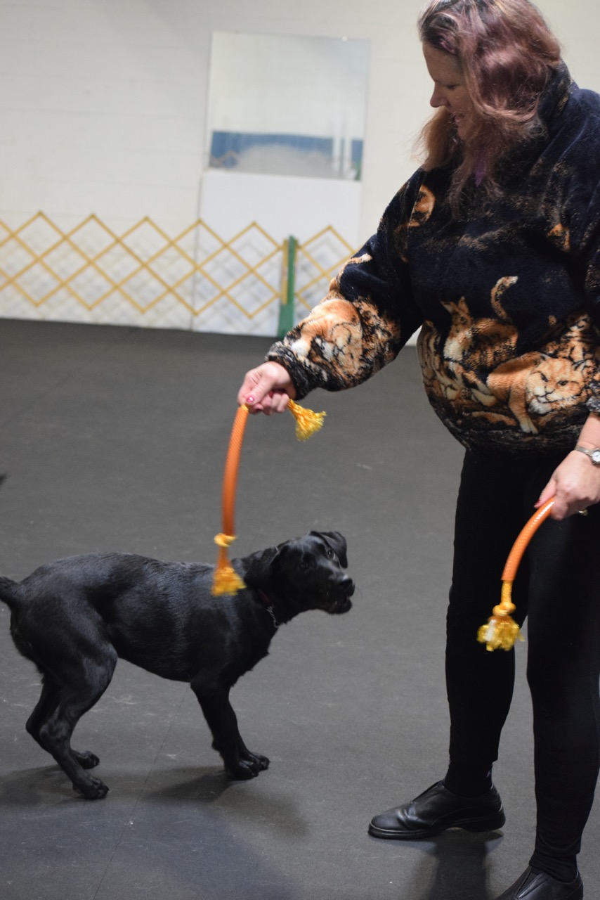 Agility fundamentals class: Quina and Missy learning the foundation for tugging and toy play