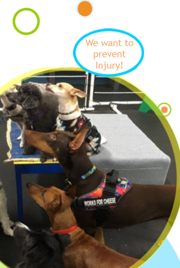 Common Working Dog Injuries and Prevention