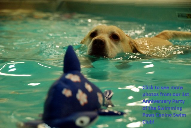 Dogs having fun at Swimming Paws, Click to see more photos from the 1st Anniversary Party!