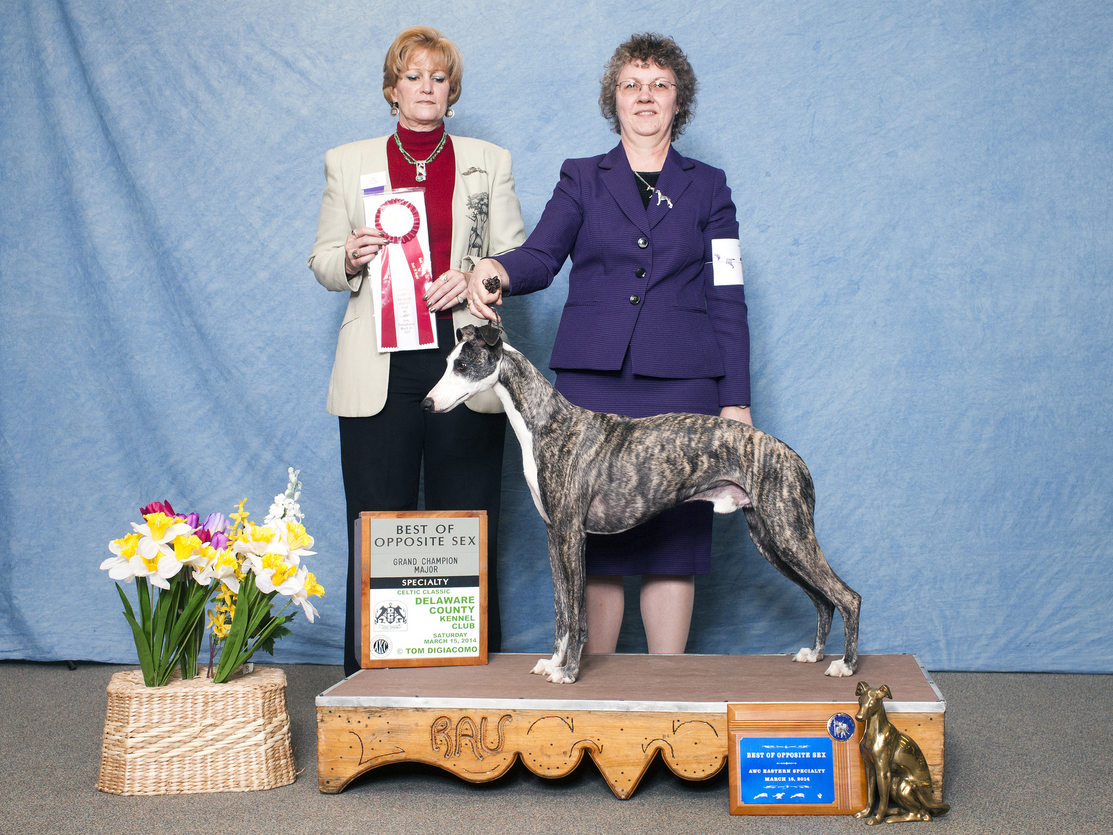 Janine with Rio, winning Best of Opposite Sex at the Eastern Whippet Specialty